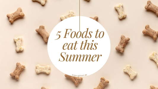 5 Foods Your Dog Will Love This Summer