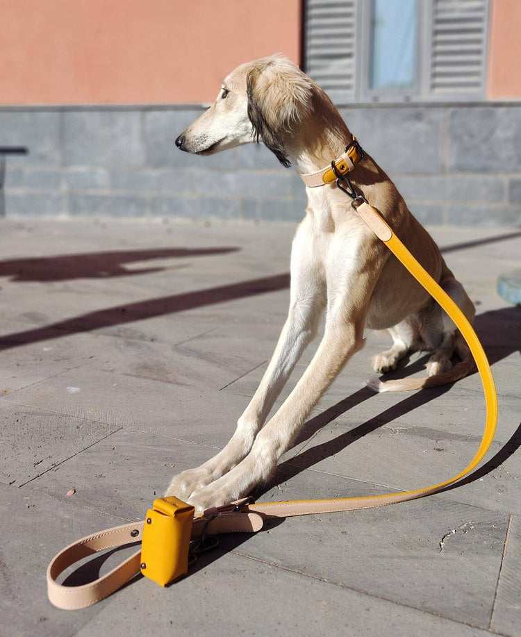 Dog Travel Essentials: Gear Up for Safe and Comfortable Adventures