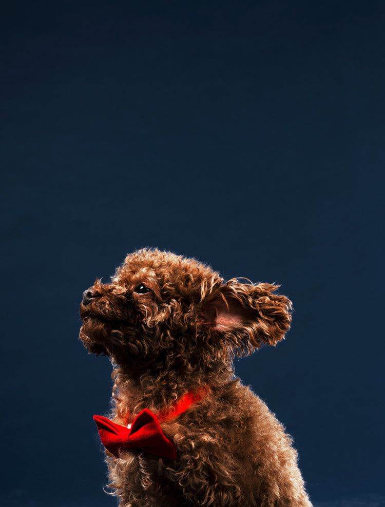 Grooming Essentials – Premium Care for Beautiful Dogs