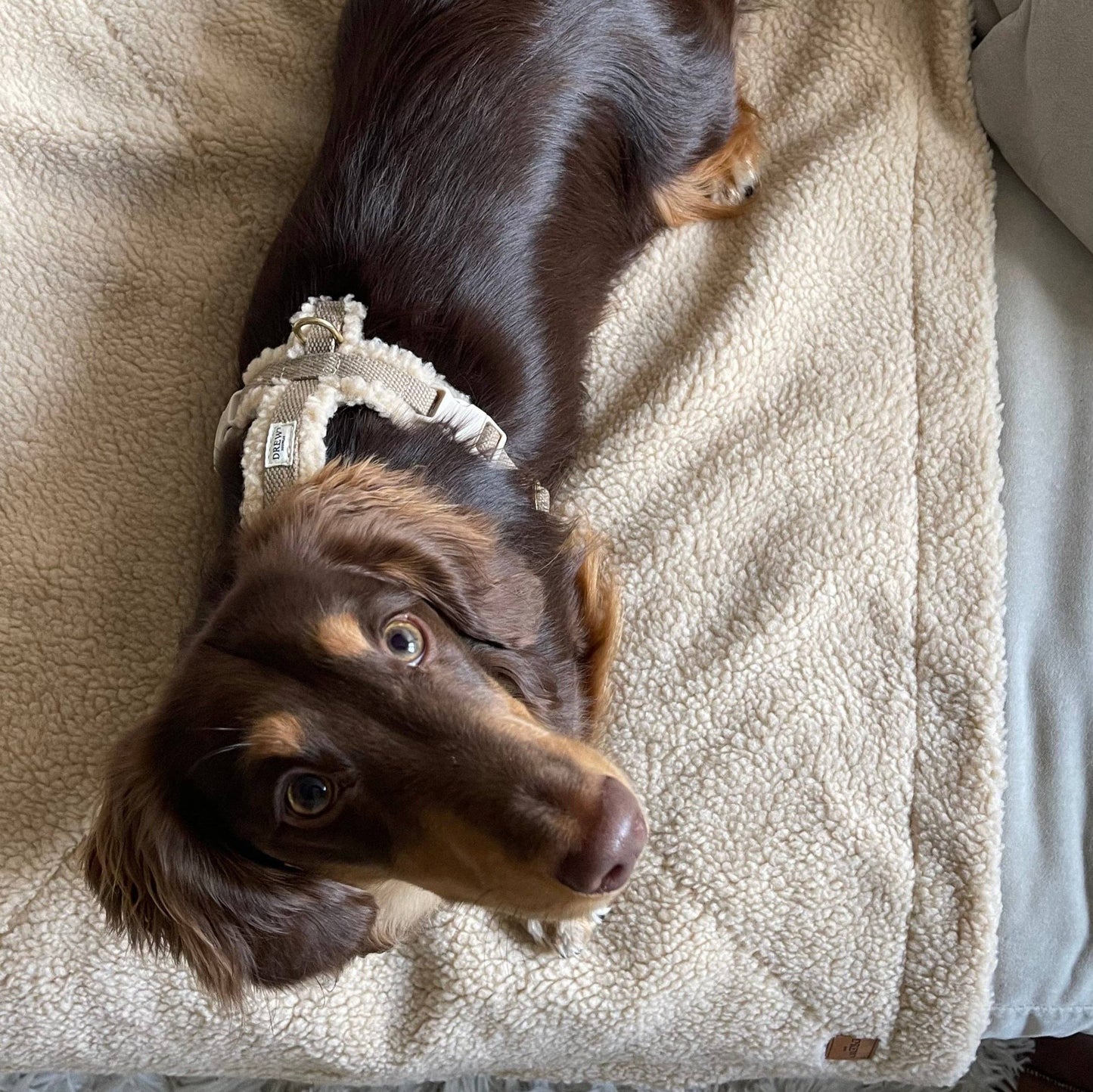 Teddy Dog Harness Beige – Sustainable Style for Every Walk