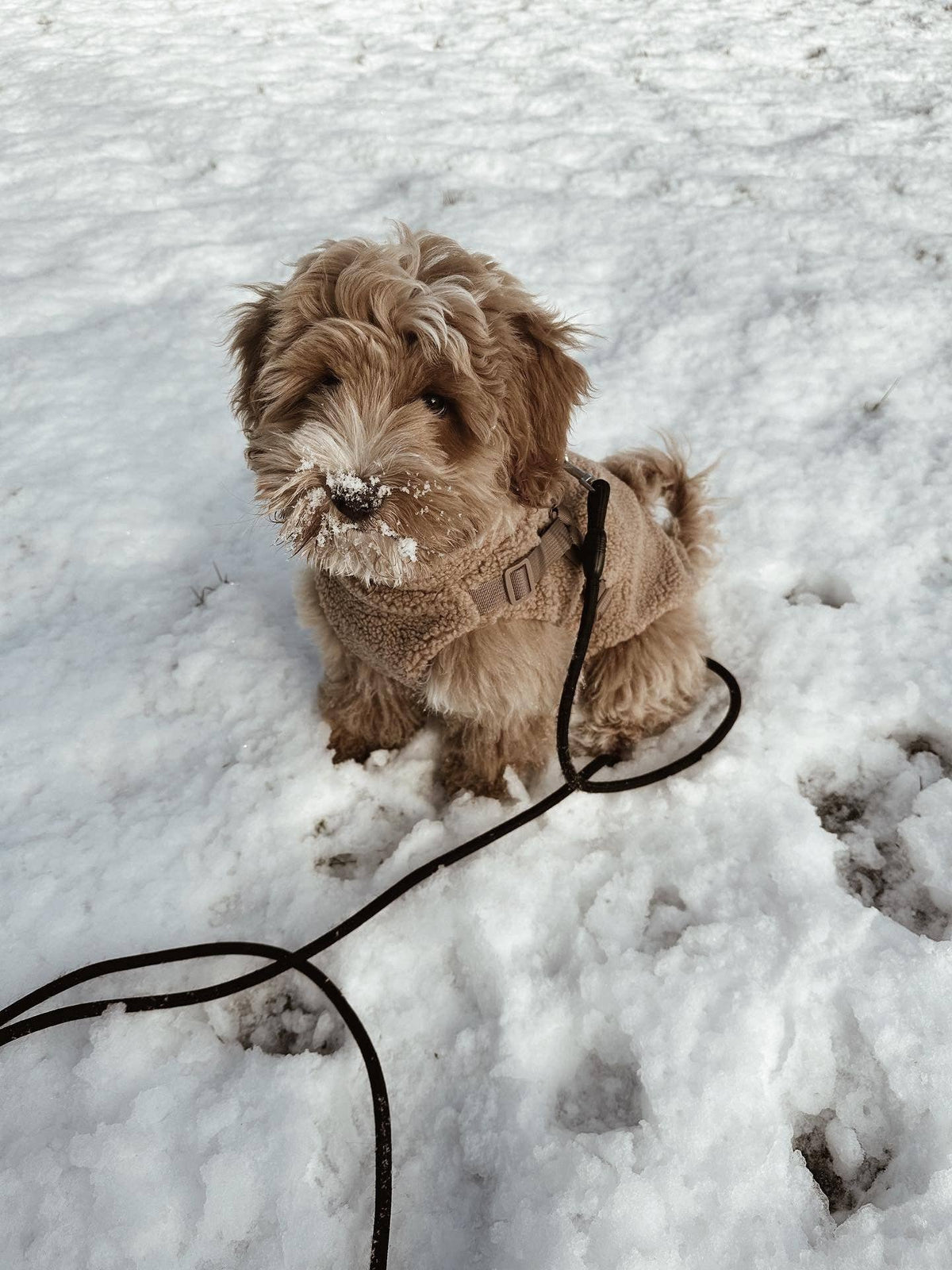 Teddy hundefrakke med indbygget sele