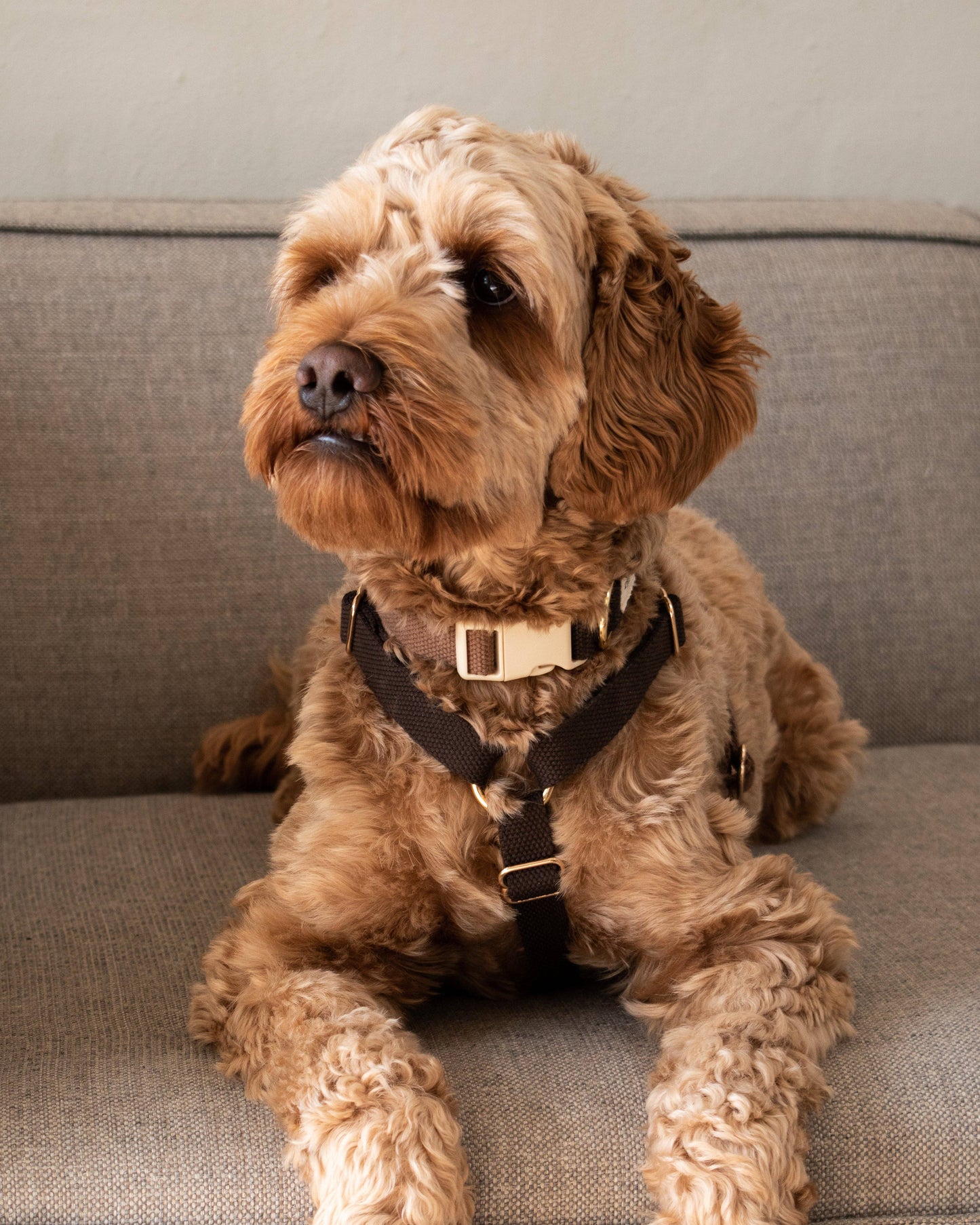 Dog Harness Chocolate – Lightweight & Stylish