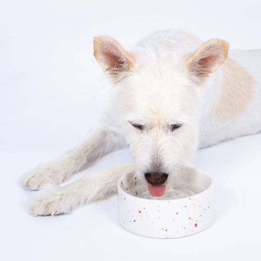 New Party Stoneware Pet Bowl 14cm Set of 2 – White | Designer Dog Bowls
