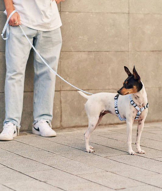 Person walking a small white dog on a leash against a beige wall.
