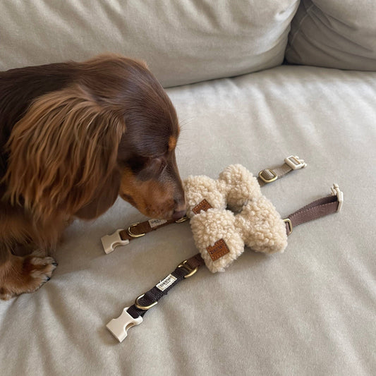 Teddy Butterfly – Beige | Recycled Dog Collar Accessory