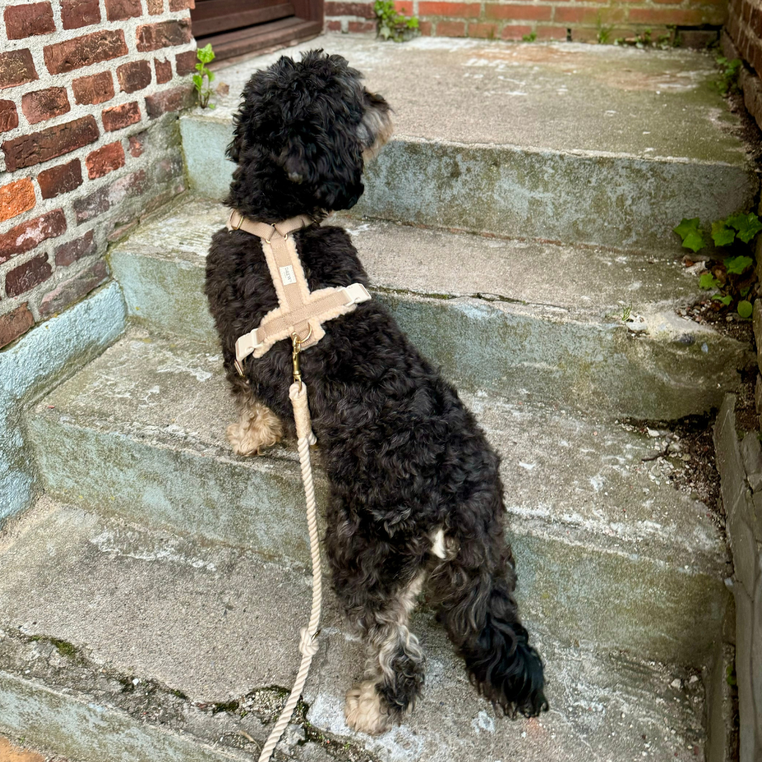 Teddy Dog Harness Beige – Sustainable Style for Every Walk