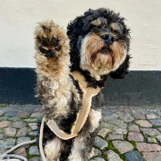 Teddy Dog Harness Beige – Sustainable Style for Every Walk