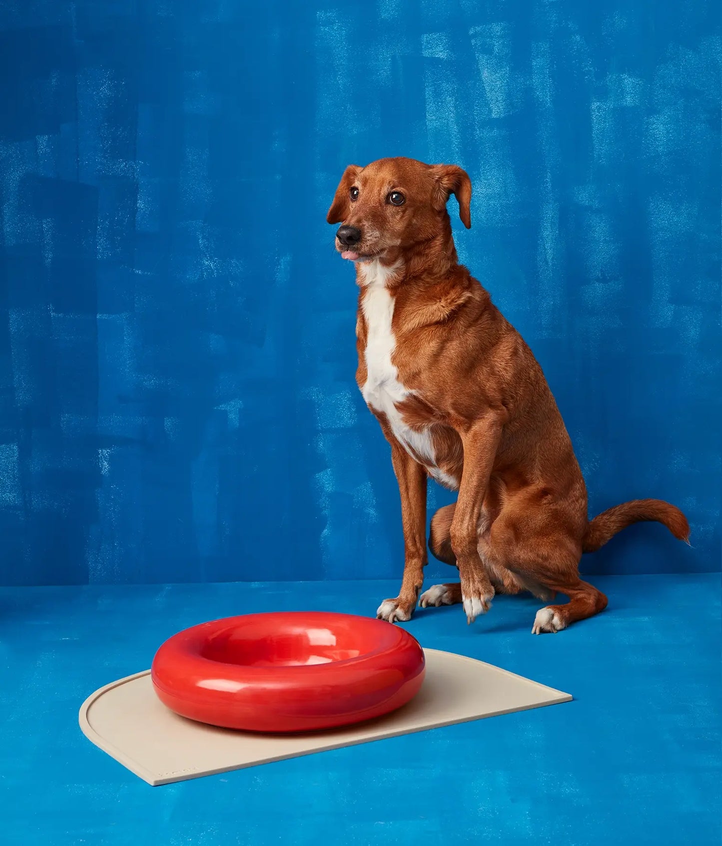 Handmade Ceramic Dog Bowl – Artisan Porcelain Feeder | SPLOOT