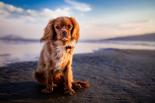 Dog sitting on a beach with a blurred background