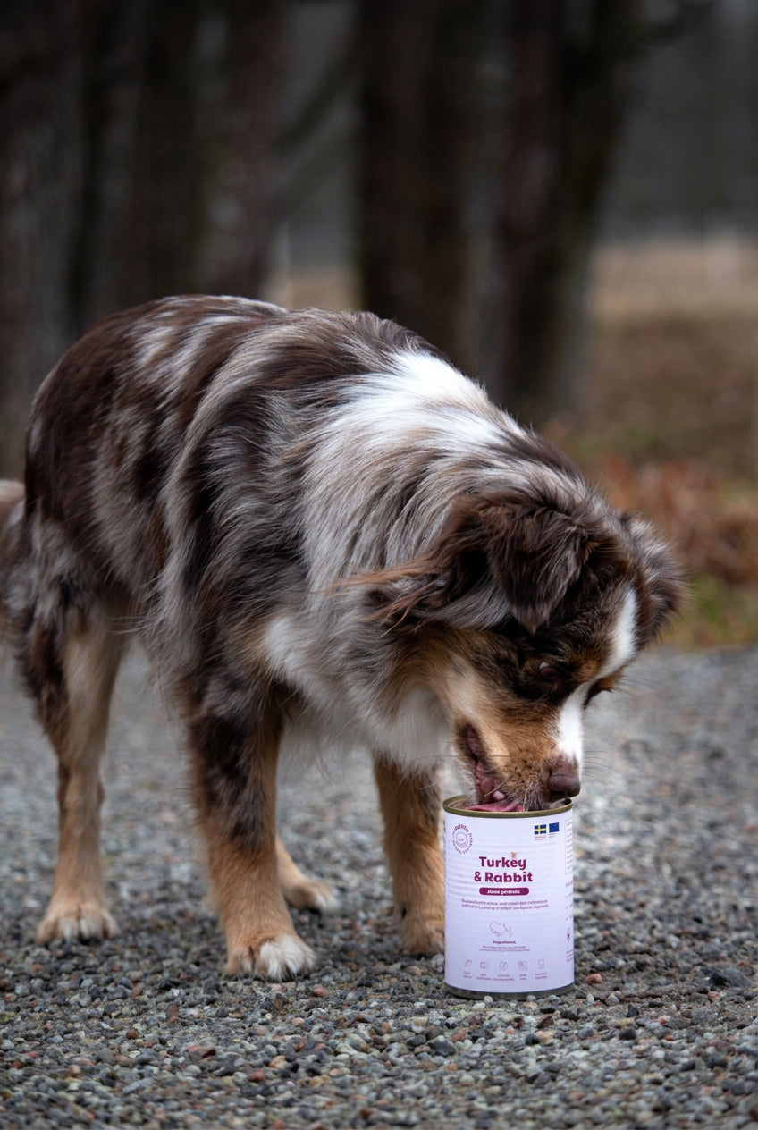 Dog sniffing a can of dog food on a gravel surface