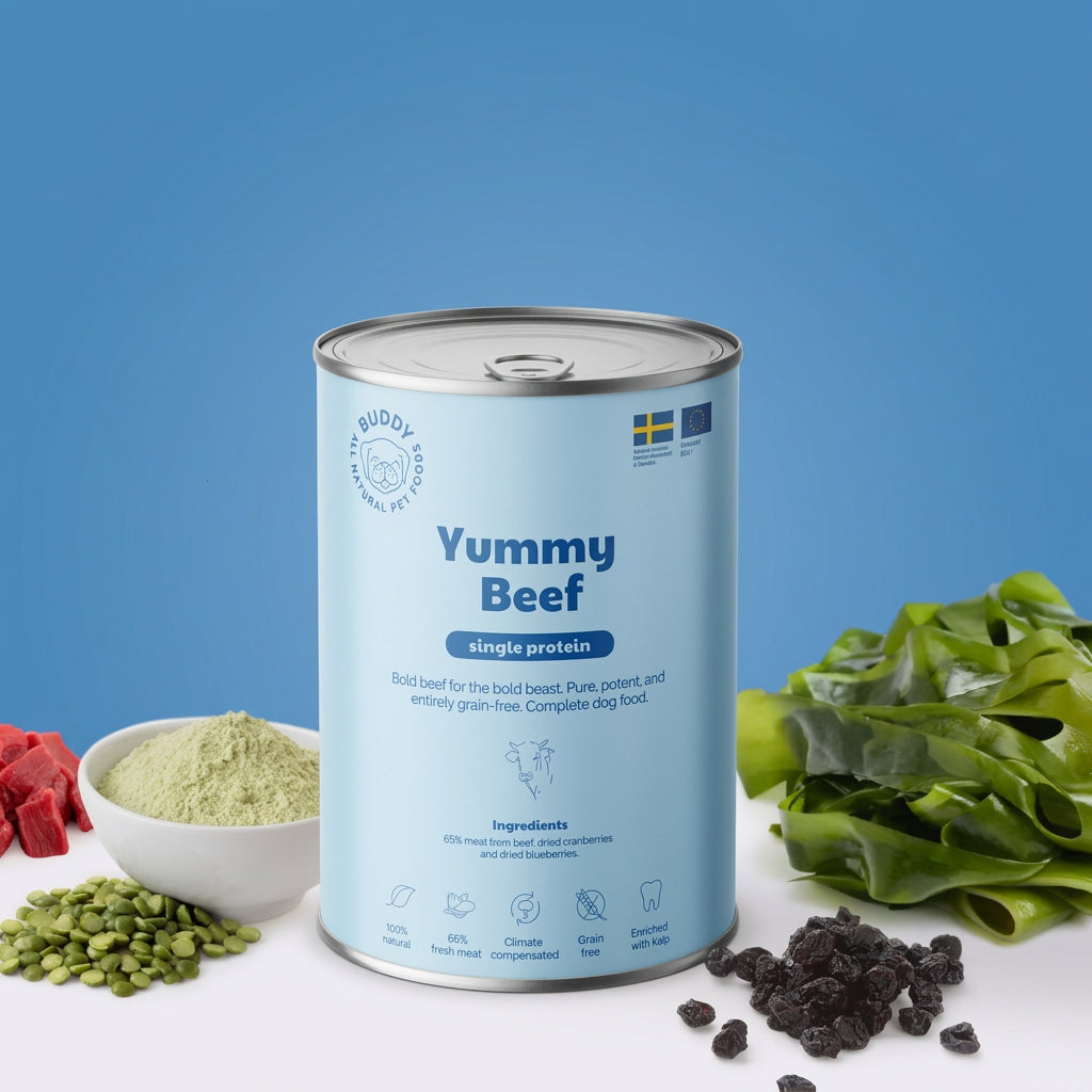 A can of Buddy's Yummy Beef single protein dog food is centered on a white surface against a blue gradient background, surrounded by ingredients like green beans, dried red fruit, and dried black olives.