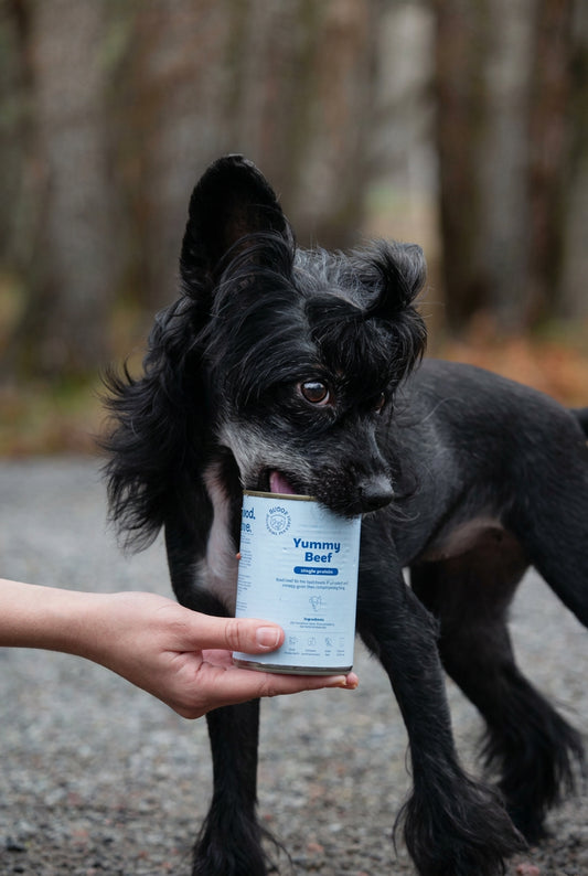 A small black dog standing outdoors on a gravel path, holding a can of Yummy Beef dog food in its mouth while a person's hand offers the can. The background is a blurred forest setting.