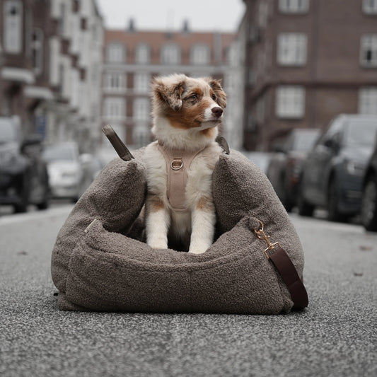 Dog sitting in a fluffy pet bed on a city street