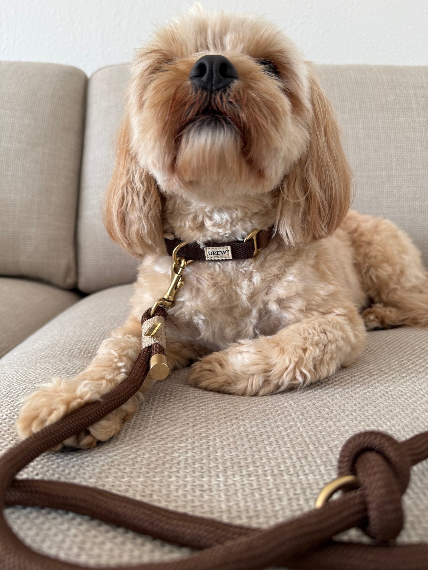 Dog sitting on a couch with a leash, looking up