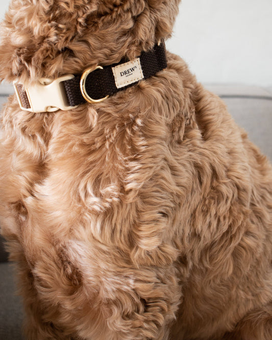 Close-up of a dog wearing a collar with a brand tag.