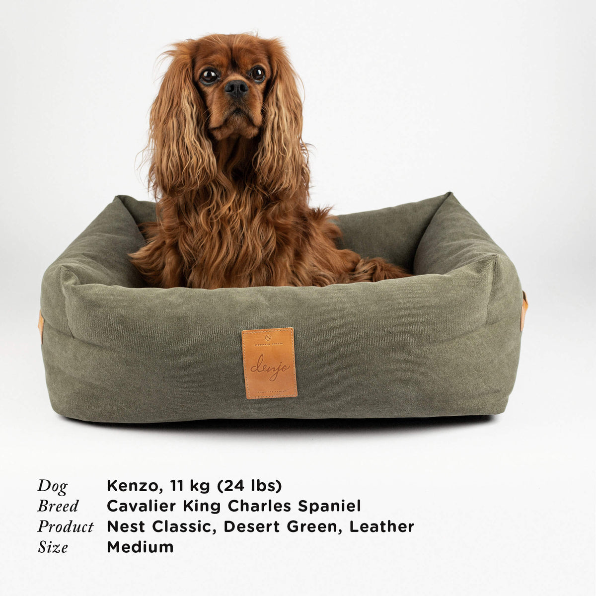 Dog sitting in a green pet bed with a leather tag on a white background
