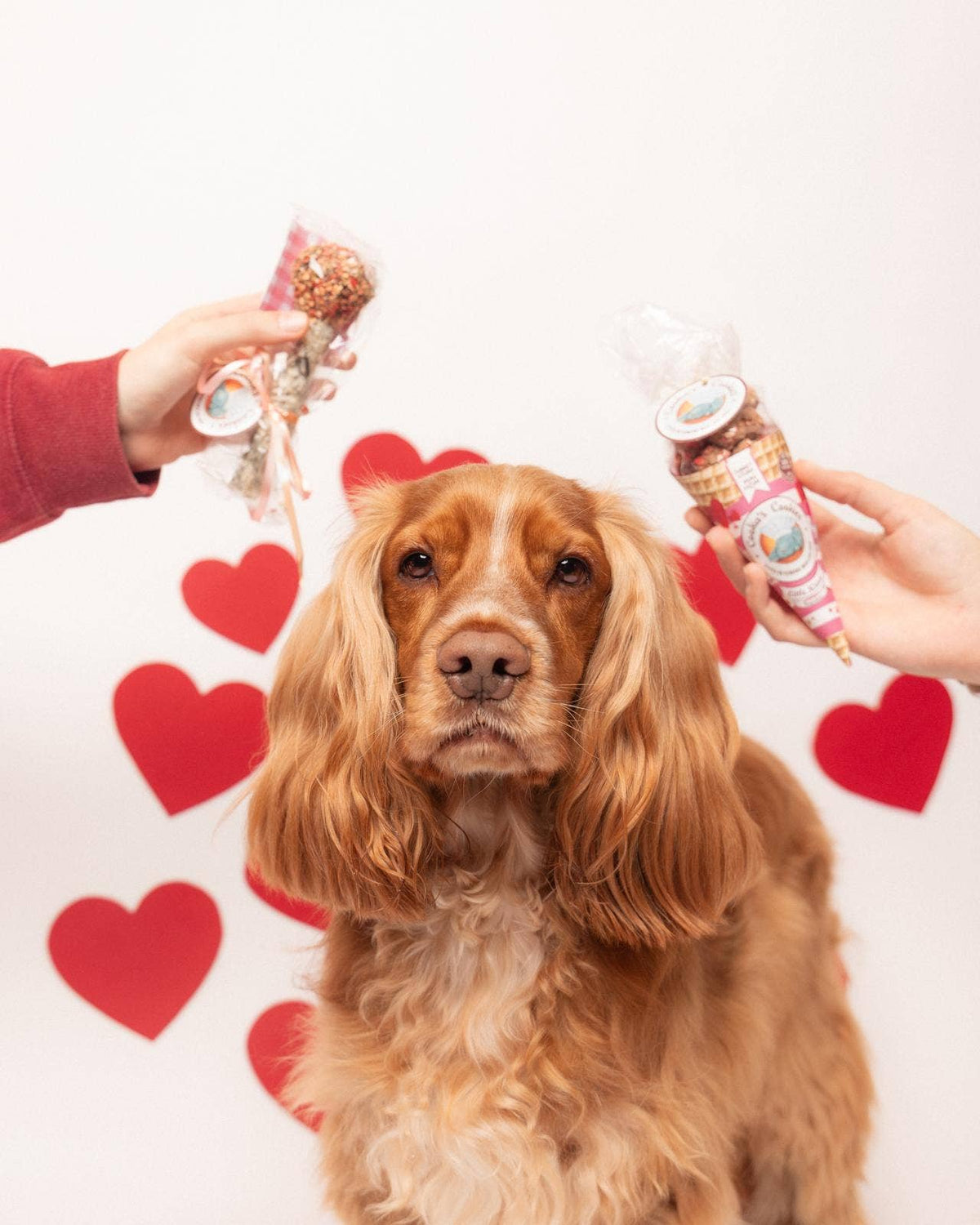 Dog with two dog toys held by hands against a heart-patterned background