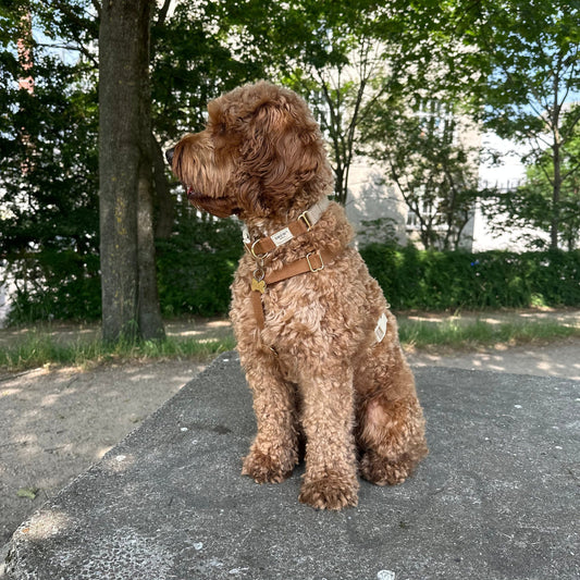 Brown dog sitting on a path with trees and a building in the background