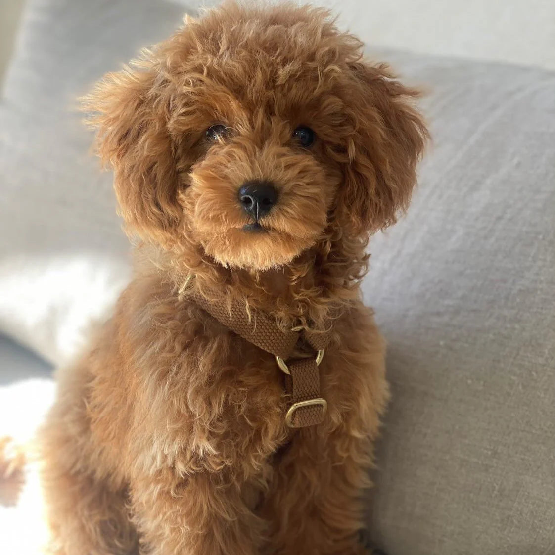 Dog Harness Cortado – Lightweight & Stylish