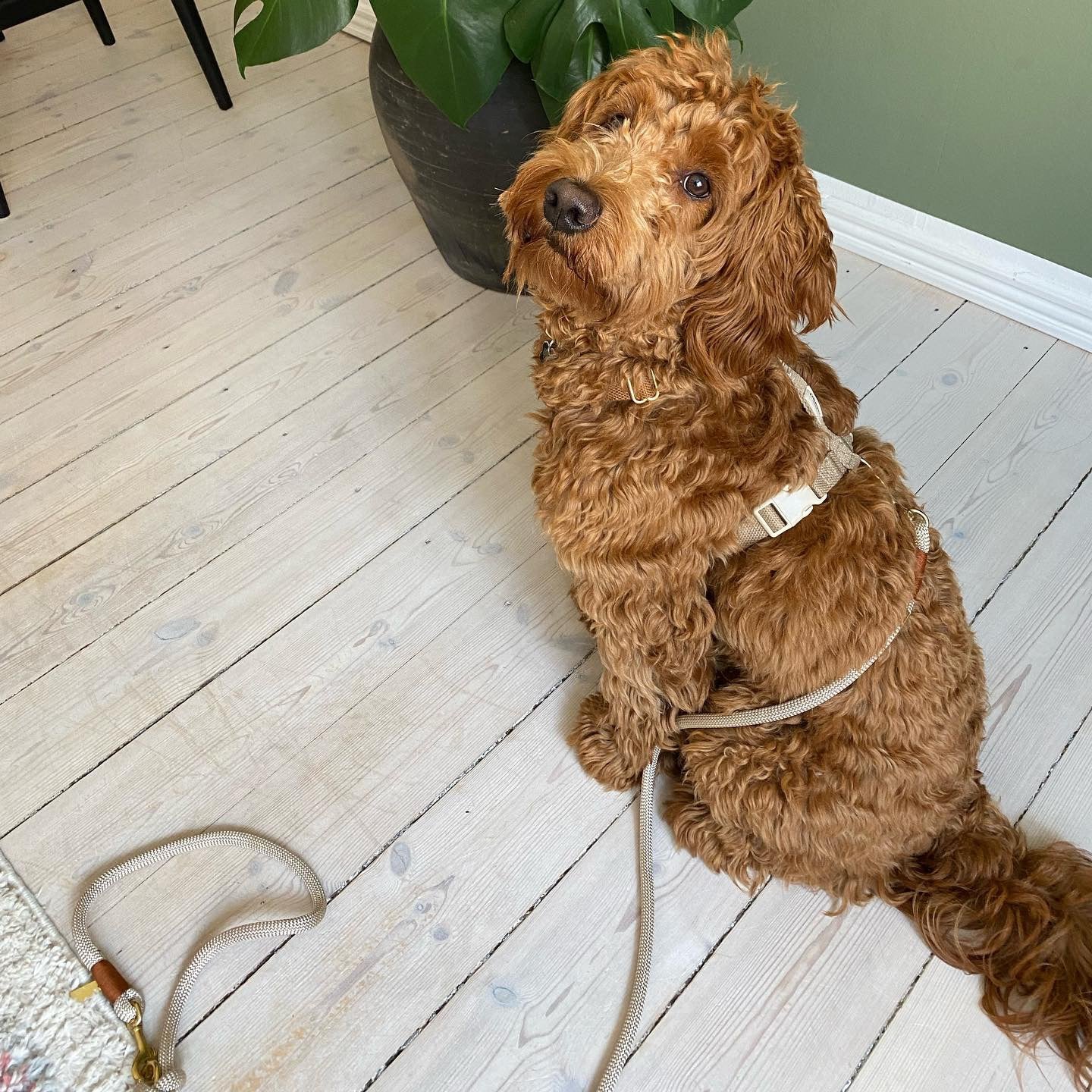 Dog Harness Cortado – Lightweight & Stylish