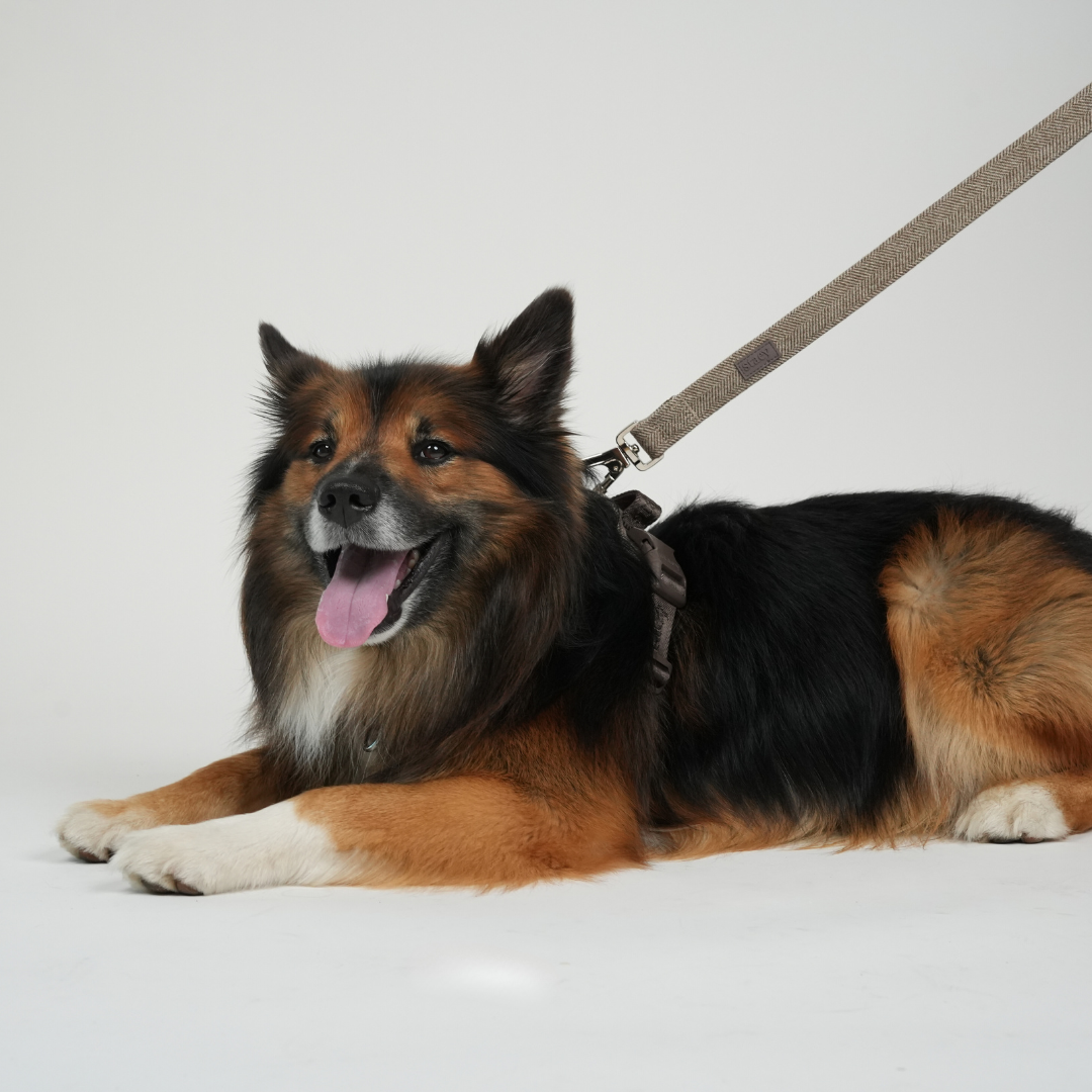 Dog lying on a white background with a leash attached