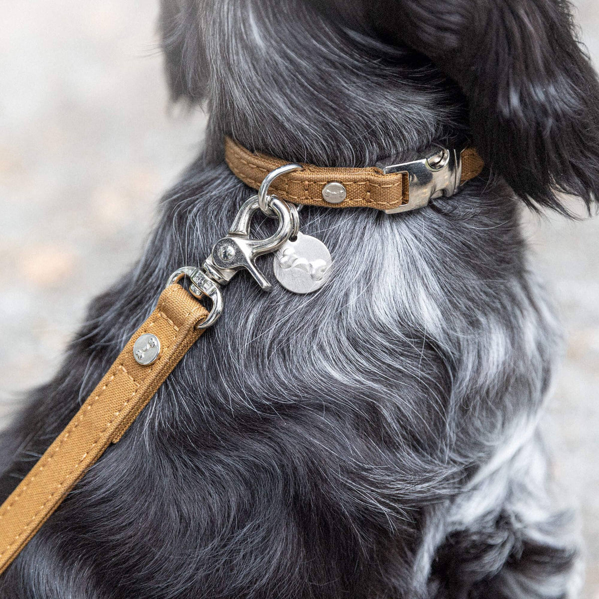 Dog wearing a brown leather collar with a metal clasp and tags.