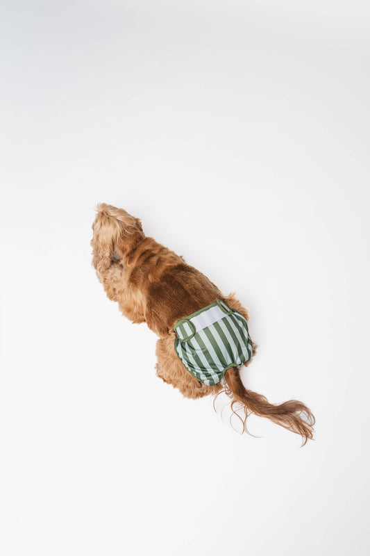 Dog wearing a green and white striped diaper on a white background