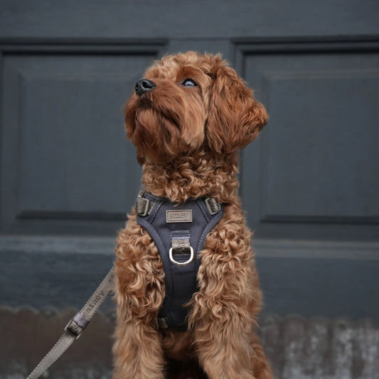 Elma Active Dog Harness – Storm | Danish Design