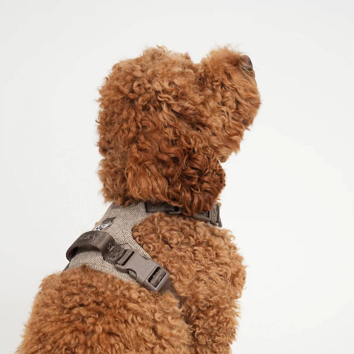 Brown teddy bear wearing a harness on a white background