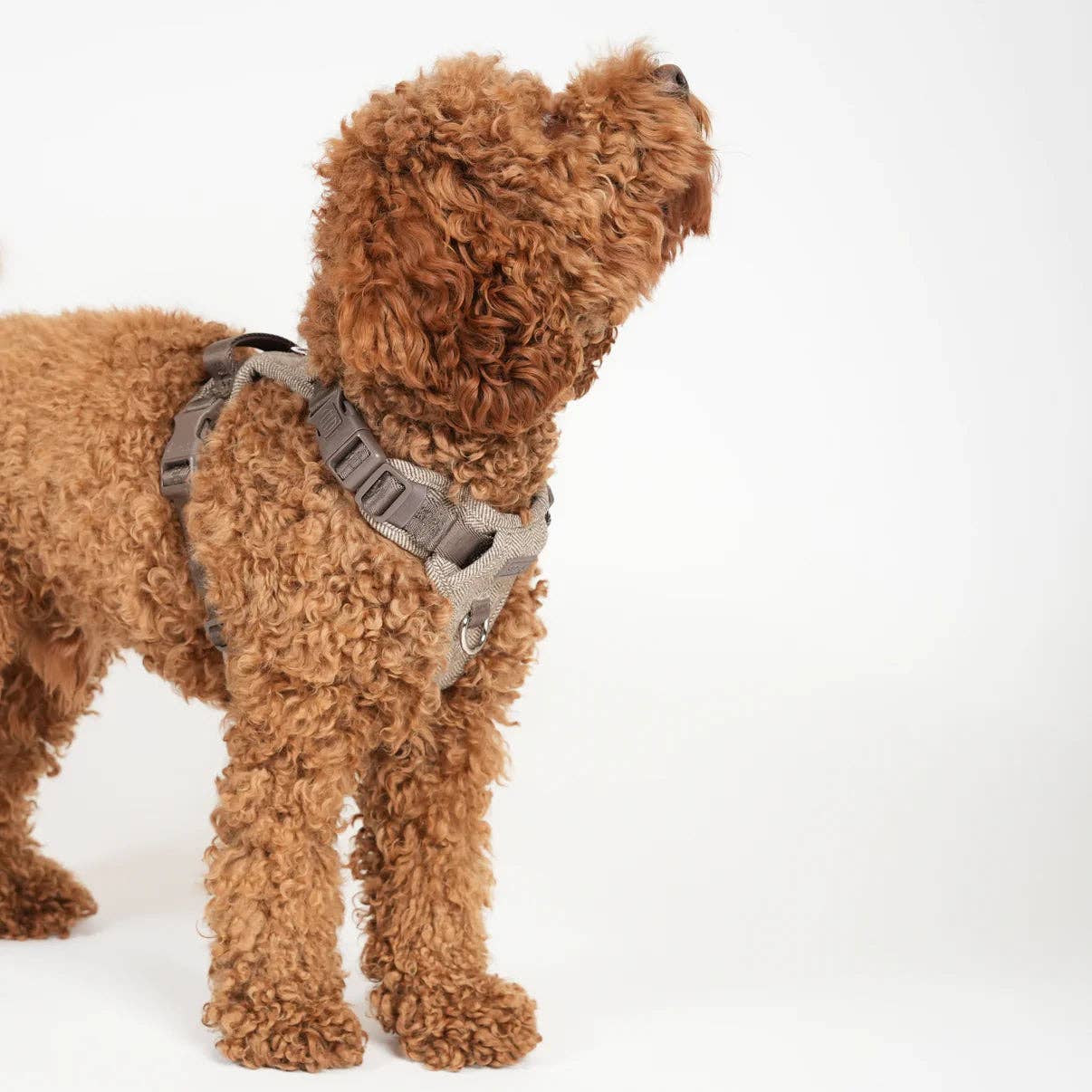 Brown dog wearing a gray harness on a white background