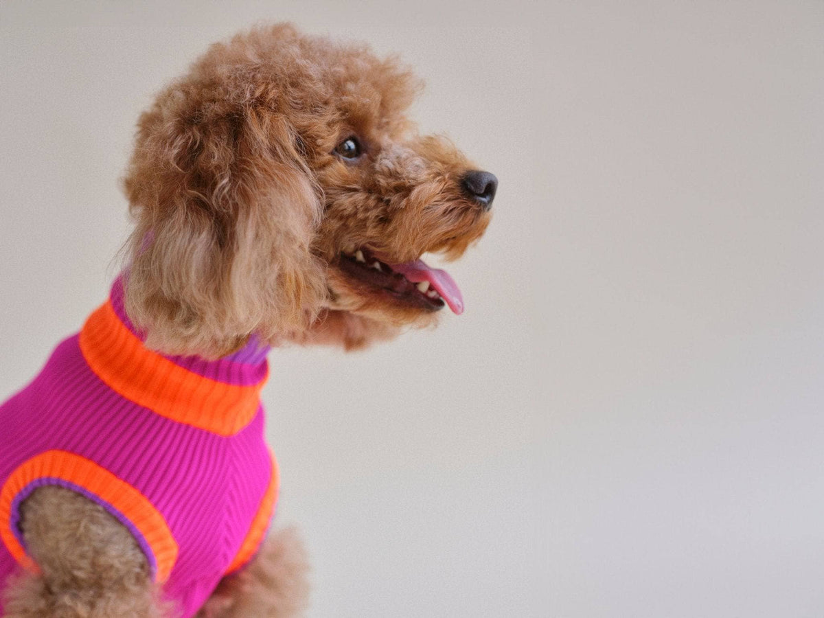 Small dog wearing a colorful sweater on a plain background