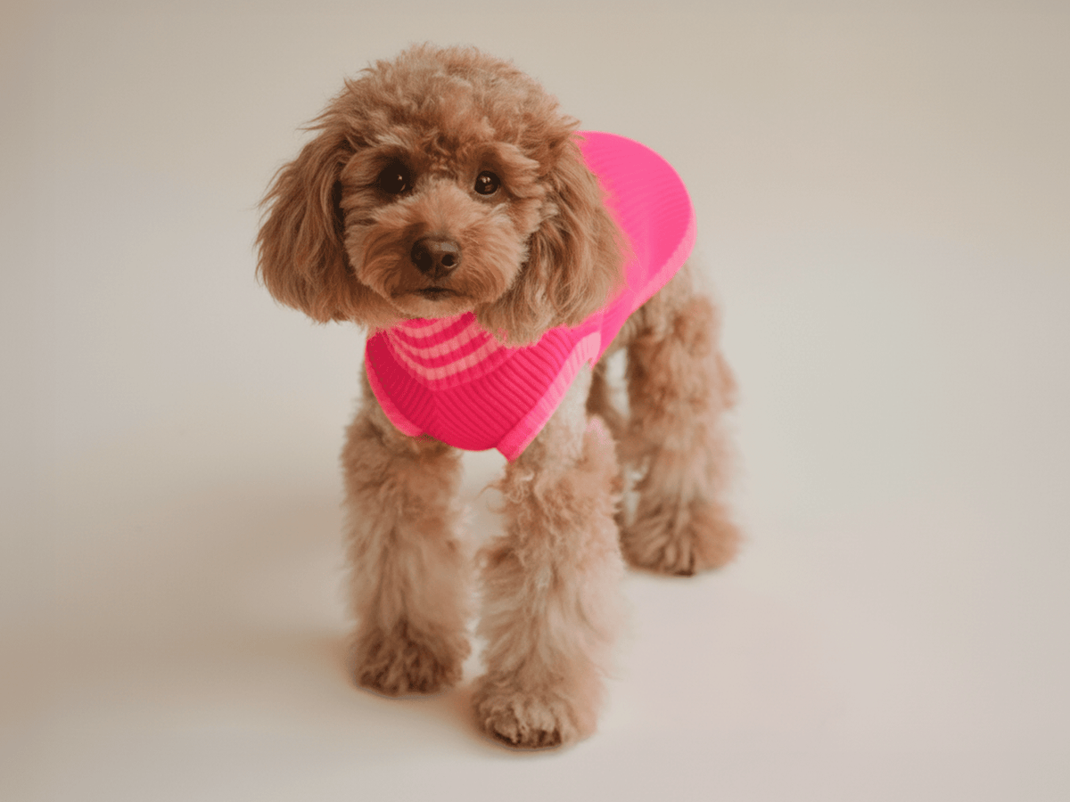 Small dog wearing a pink sweater on a plain background