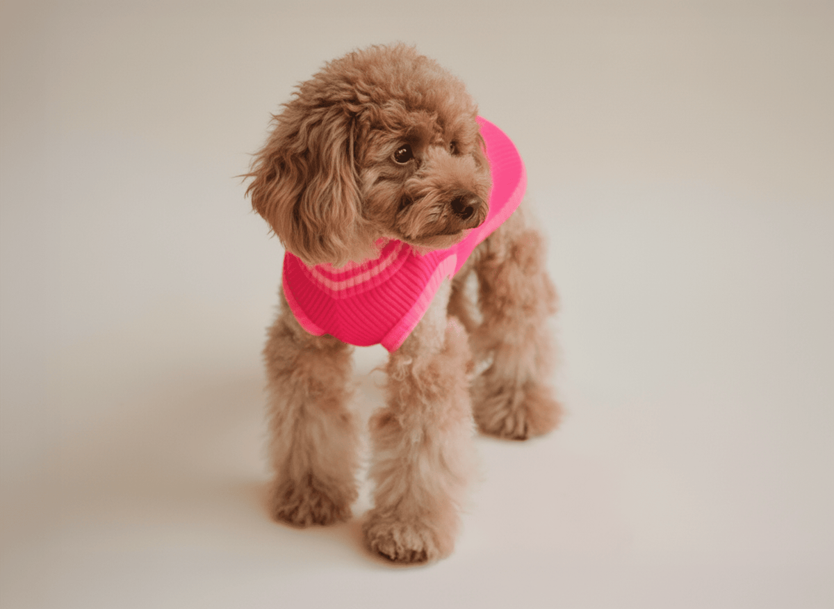 THE GLOW JUMPER 2.0 – Neon Hundesweater (Pink Parade)