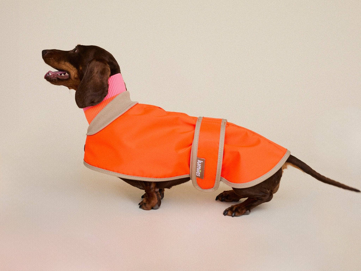 THE GLOW RAINCOAT mini-fit – Vandtæt hundejakke (Neon Orange)