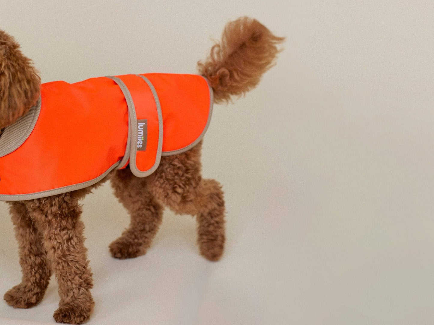 Dog wearing an orange reflective jacket on a plain background