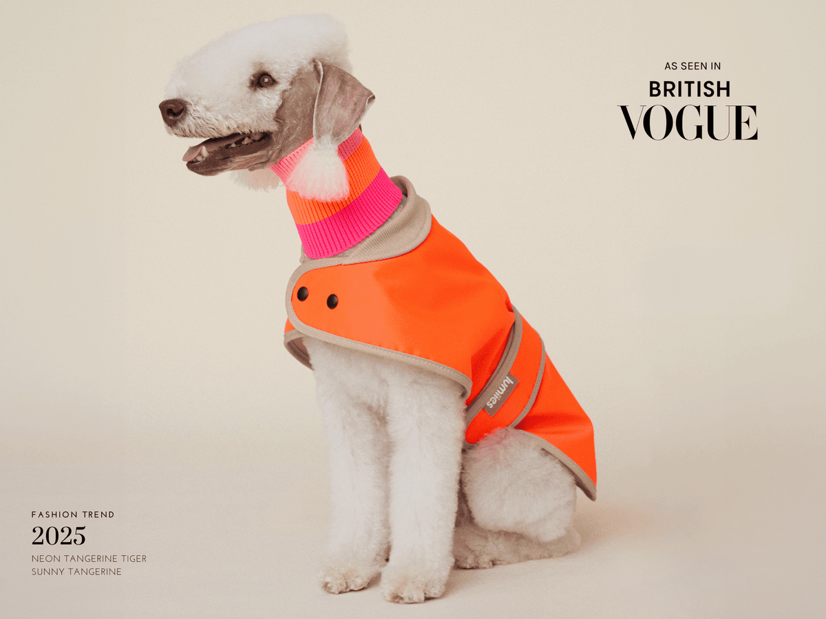 Dog wearing a bright orange and pink sweater on a beige background with 'British Vogue' branding.