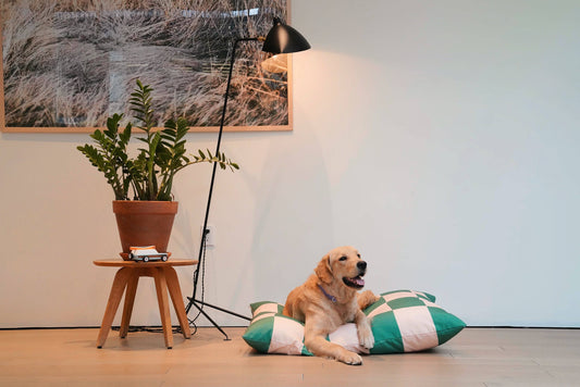 Dog lying on a green and white pillow in a room with a plant and a lamp.
