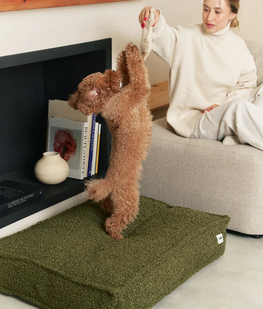 Dog playing with a toy on a green mat in a living room setting.