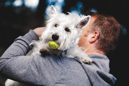 Man holding a small white dog with a tennis ball in its mouth, outdoors.
