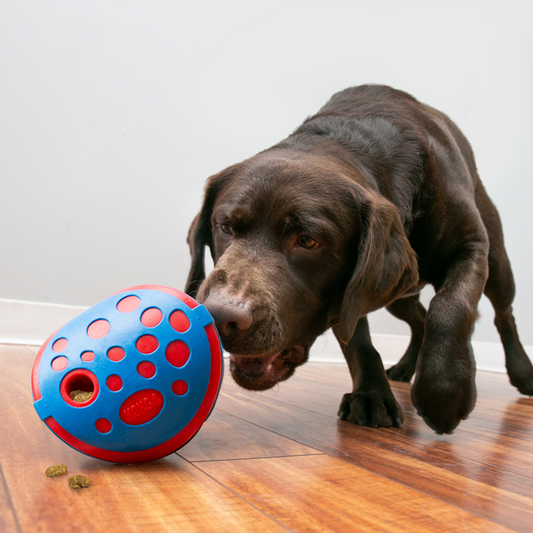 KONG Rewards Wally Medium/Large – Interactive Slow Feeder Dog Toy