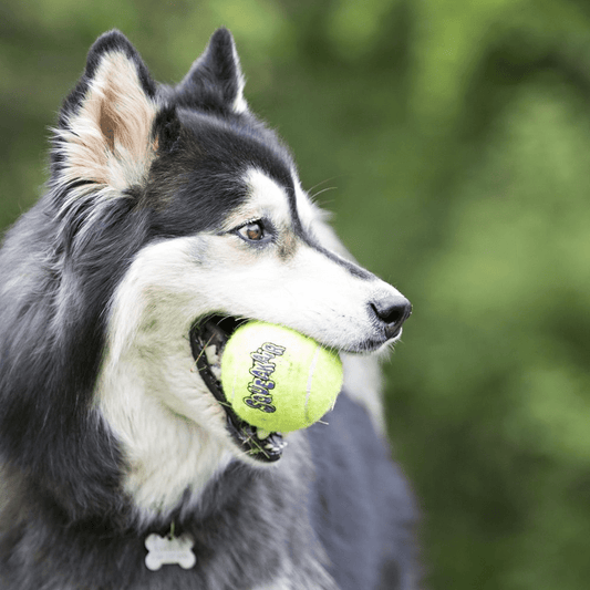 KONG SqueakAir Balls Medium – 6 Pack Durable Fetch & Chew Dog Toy