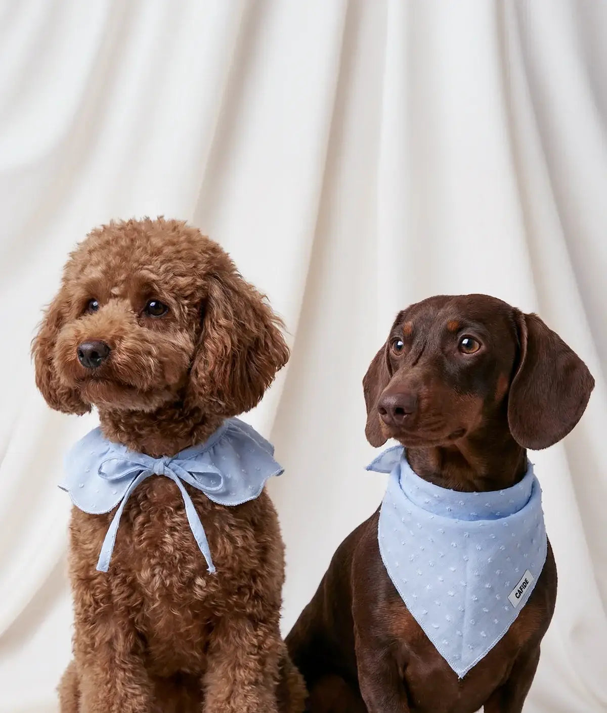 Lola Neck Bandana for Dogs | Blue Plumeti | 100% Cotton