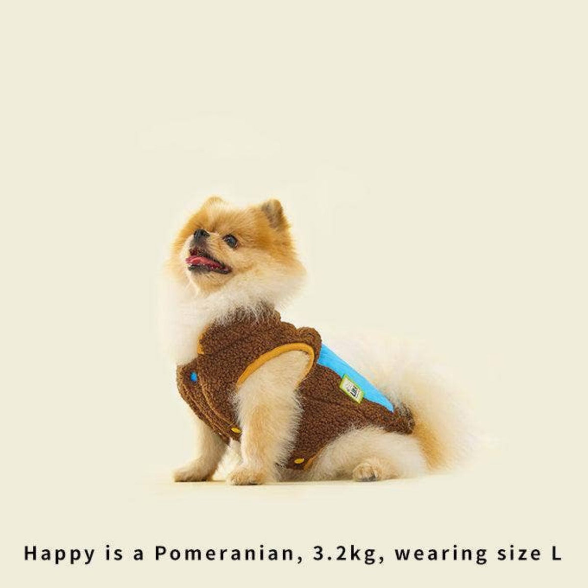 Small dog wearing a brown and blue outfit on a beige background