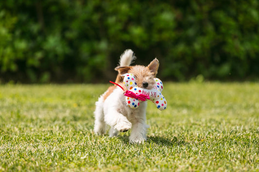 Small dog running on grass with a colorful toy in its mouth