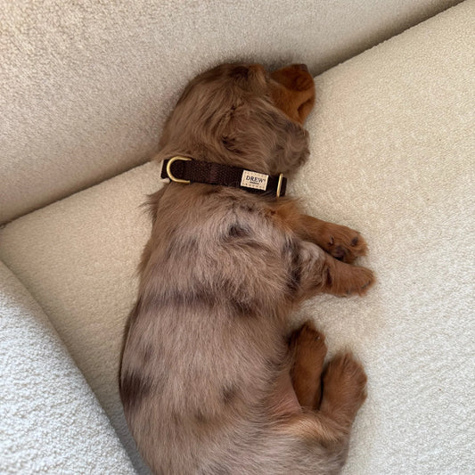 Puppy Collar Dark Brown – Eco-Friendly & Adjustable XS