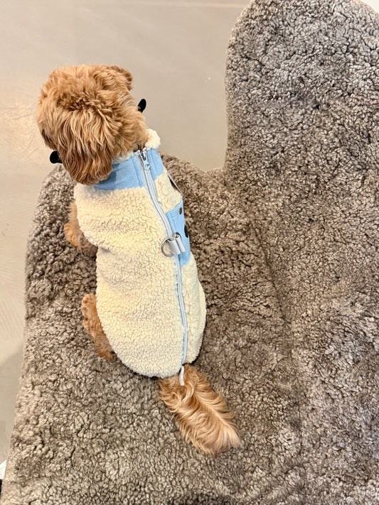 Small dog wearing a fleece coat with a blue zipper on a textured surface.