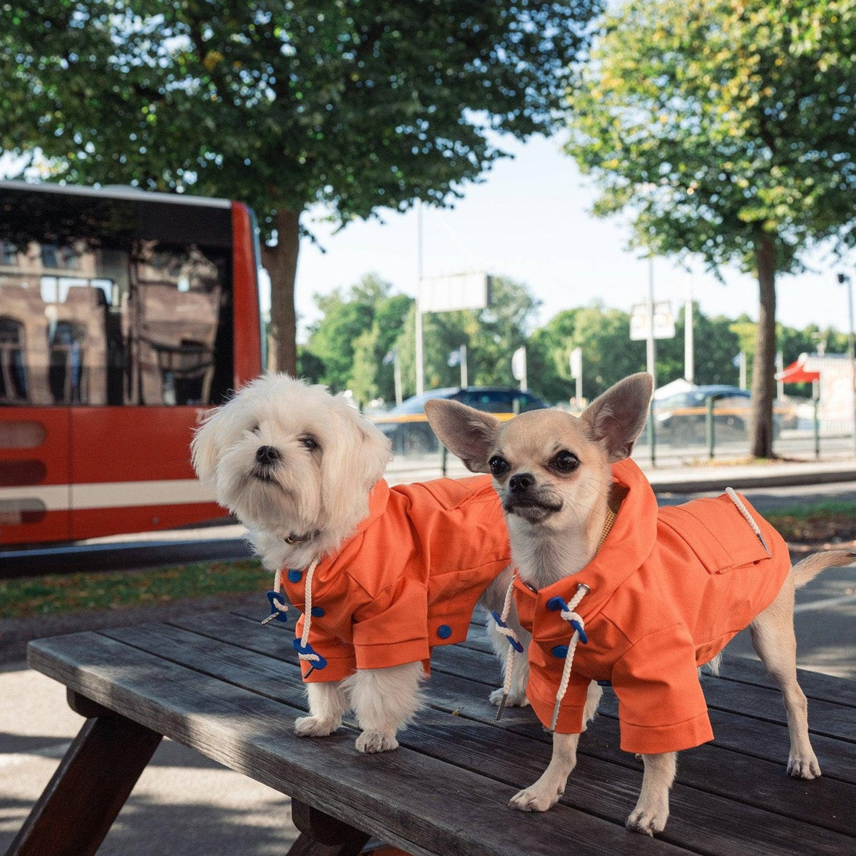 Vandtæt regnfrakke til hunde, orange