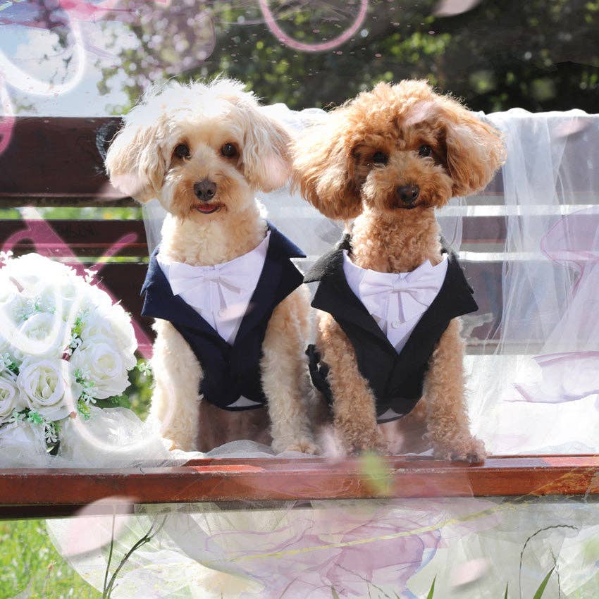 Two dogs in formal attire sitting on a bench with floral decorations.