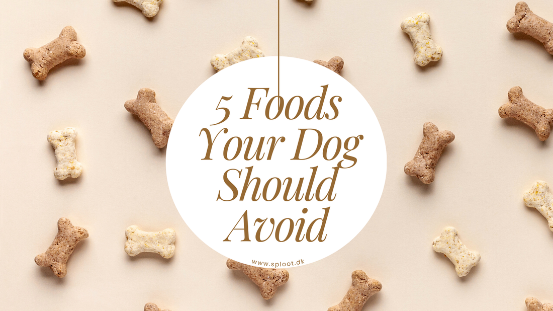 Protect Your Pooch: 5 Foods to Avoid Giving Your Dog