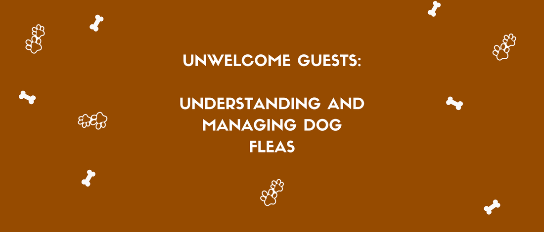 Unwelcome guests: understanding and managing dog fleas